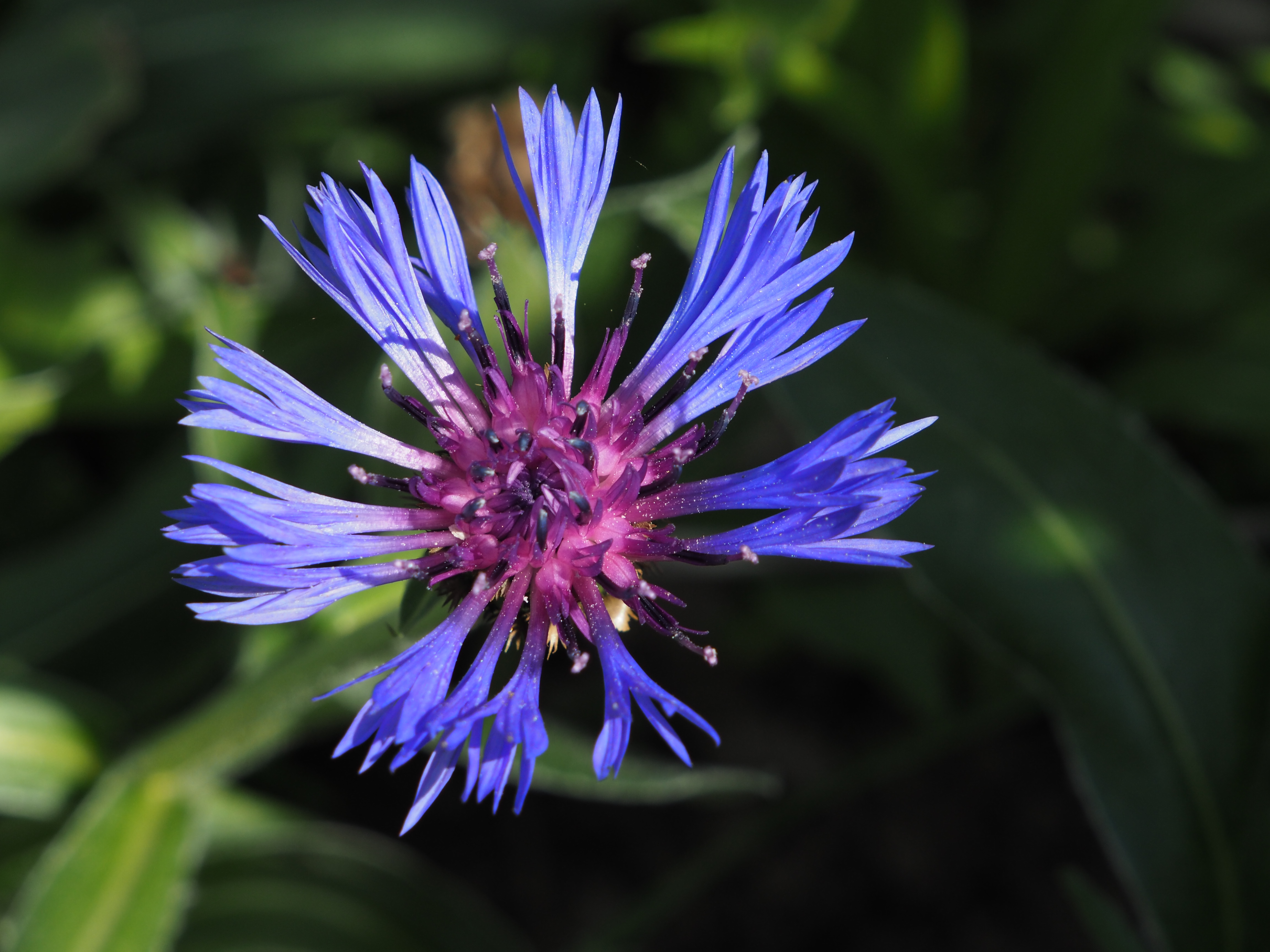 image de Corps et conscience